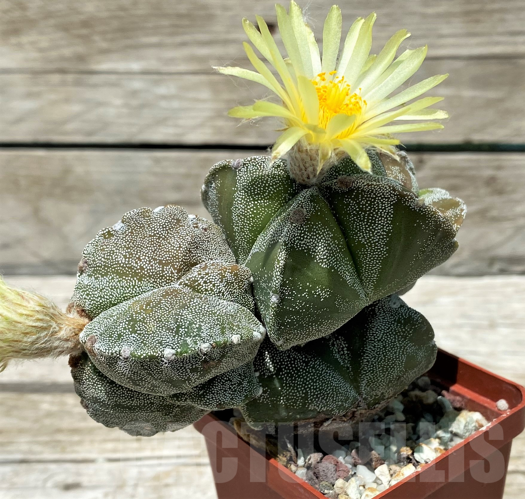 SH11410 Astrophytum myriostigma v. quadricostatum - Image 3