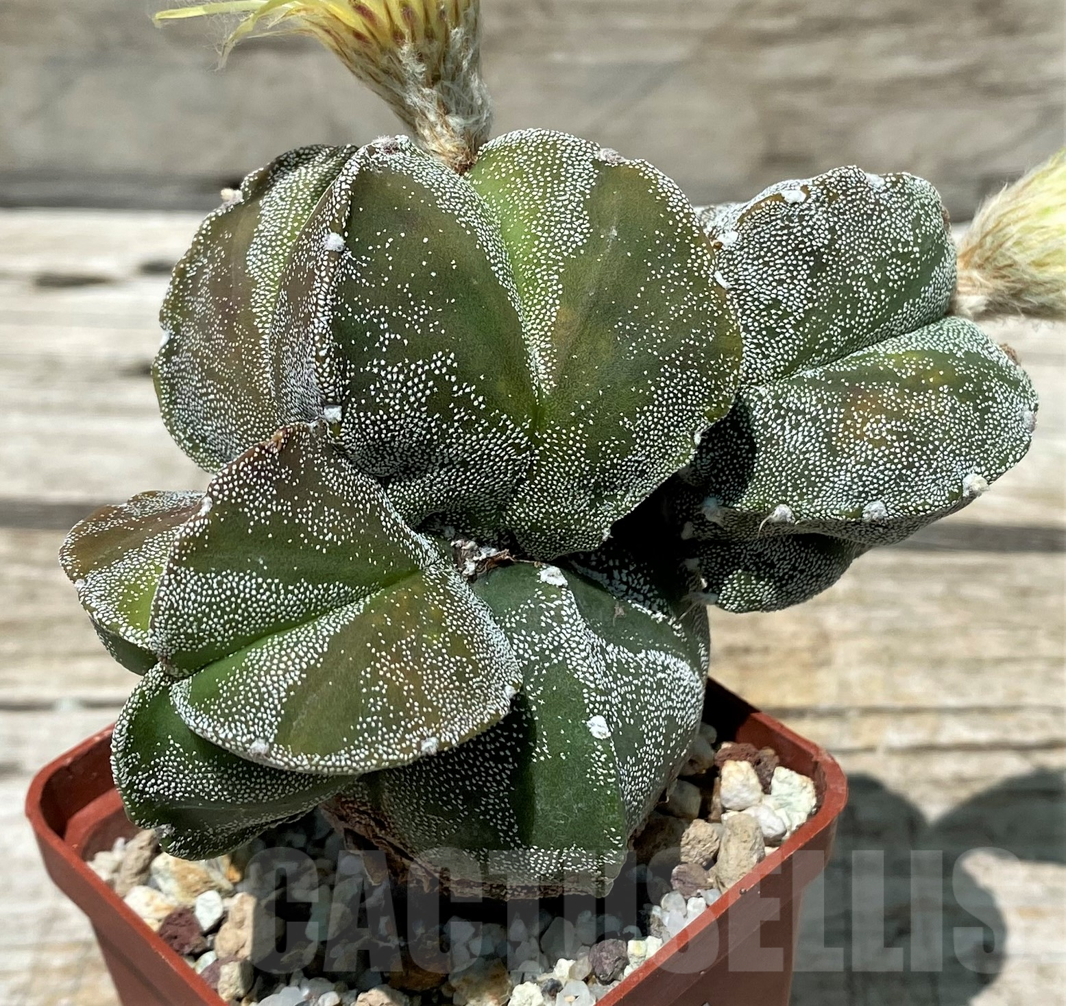 SH11410 Astrophytum myriostigma v. quadricostatum - Image 2