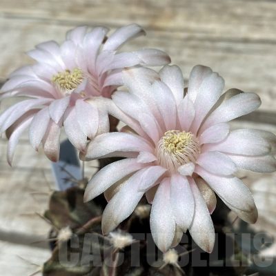 SH11411 Gymnocalycium mihanovichii GP-1
