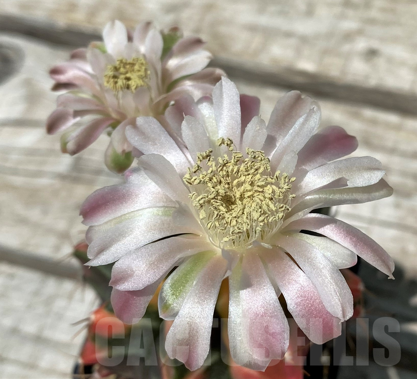 SH11412 Gymnocalycium mihanovichii f. variegata