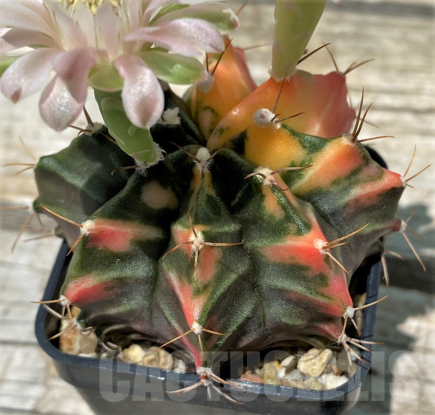 SH11412 Gymnocalycium mihanovichii f. variegata - Image 3