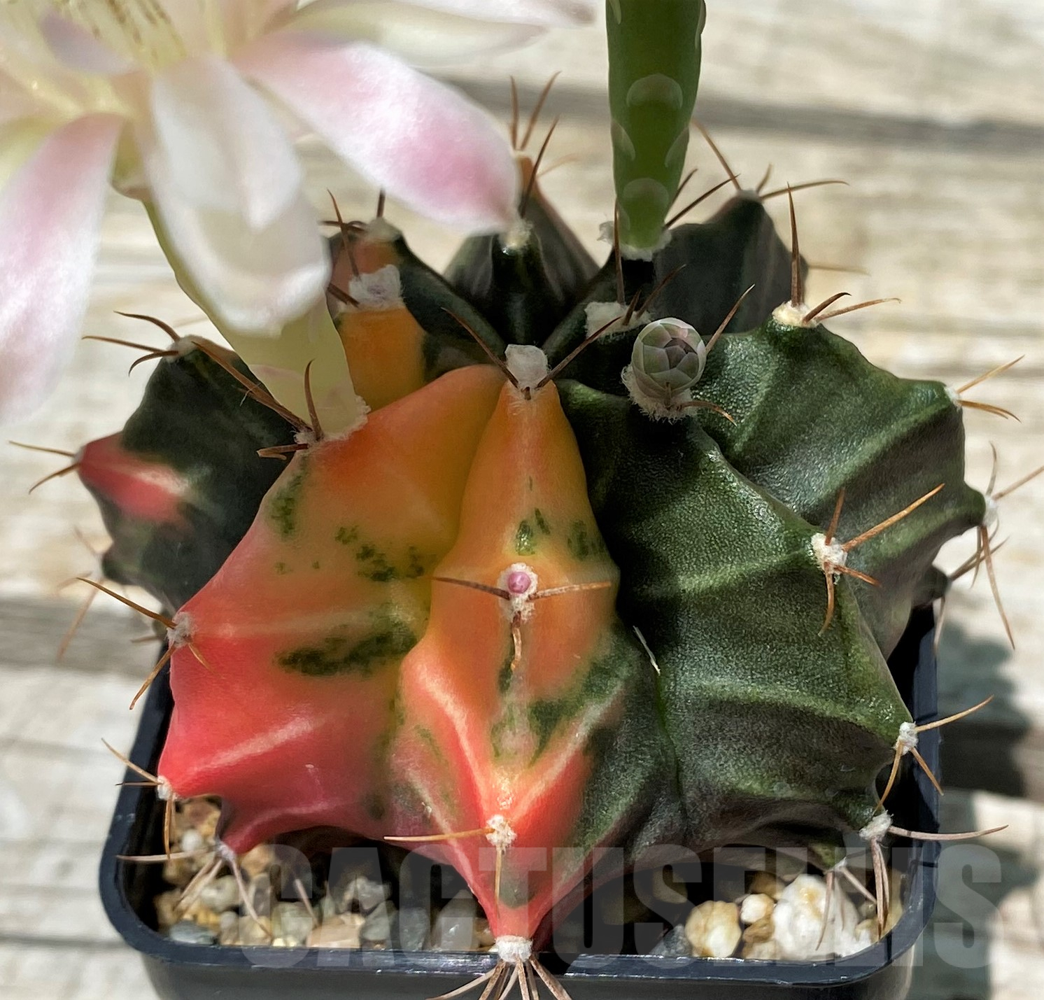 SH11412 Gymnocalycium mihanovichii f. variegata - Image 2