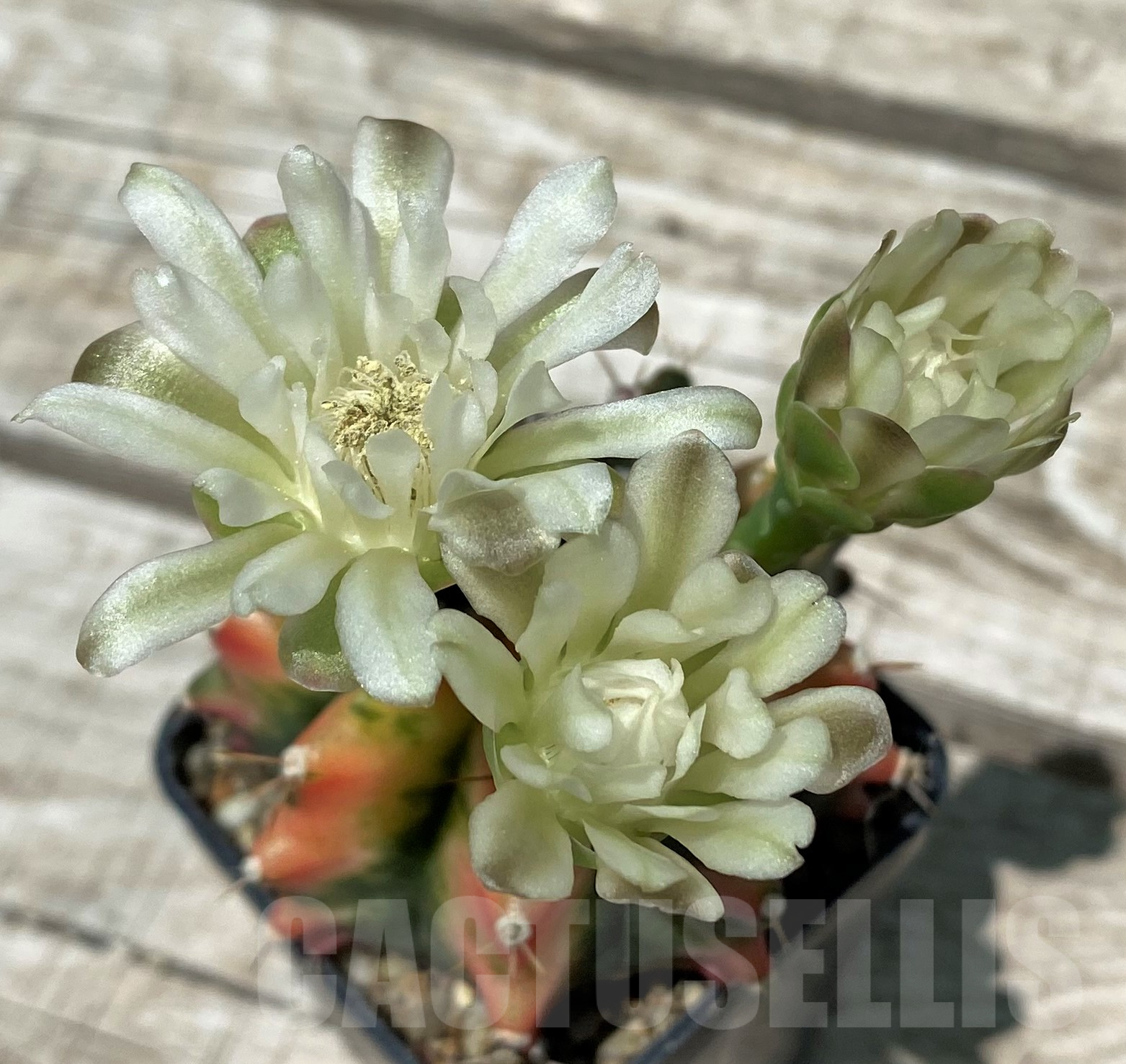 SH11413 Gymnocalycium mihanovichii f. variegata