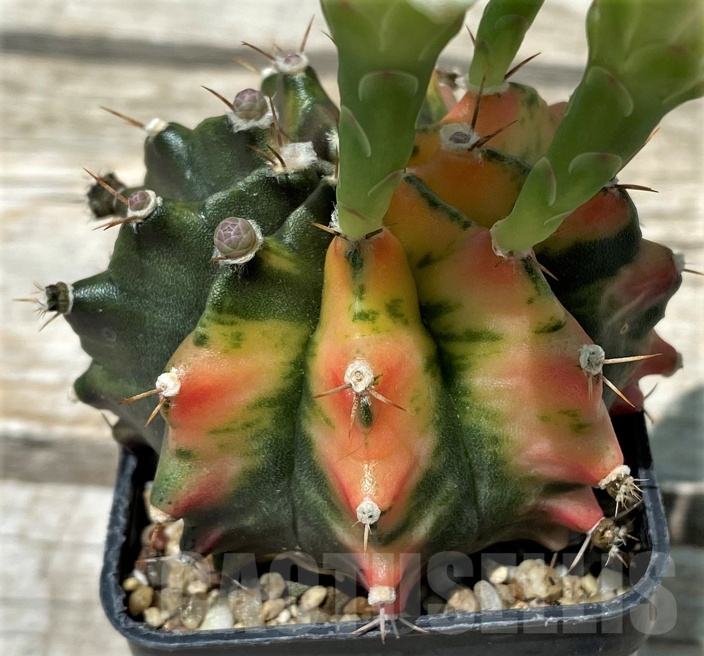 SH11413 Gymnocalycium mihanovichii f. variegata - Image 2