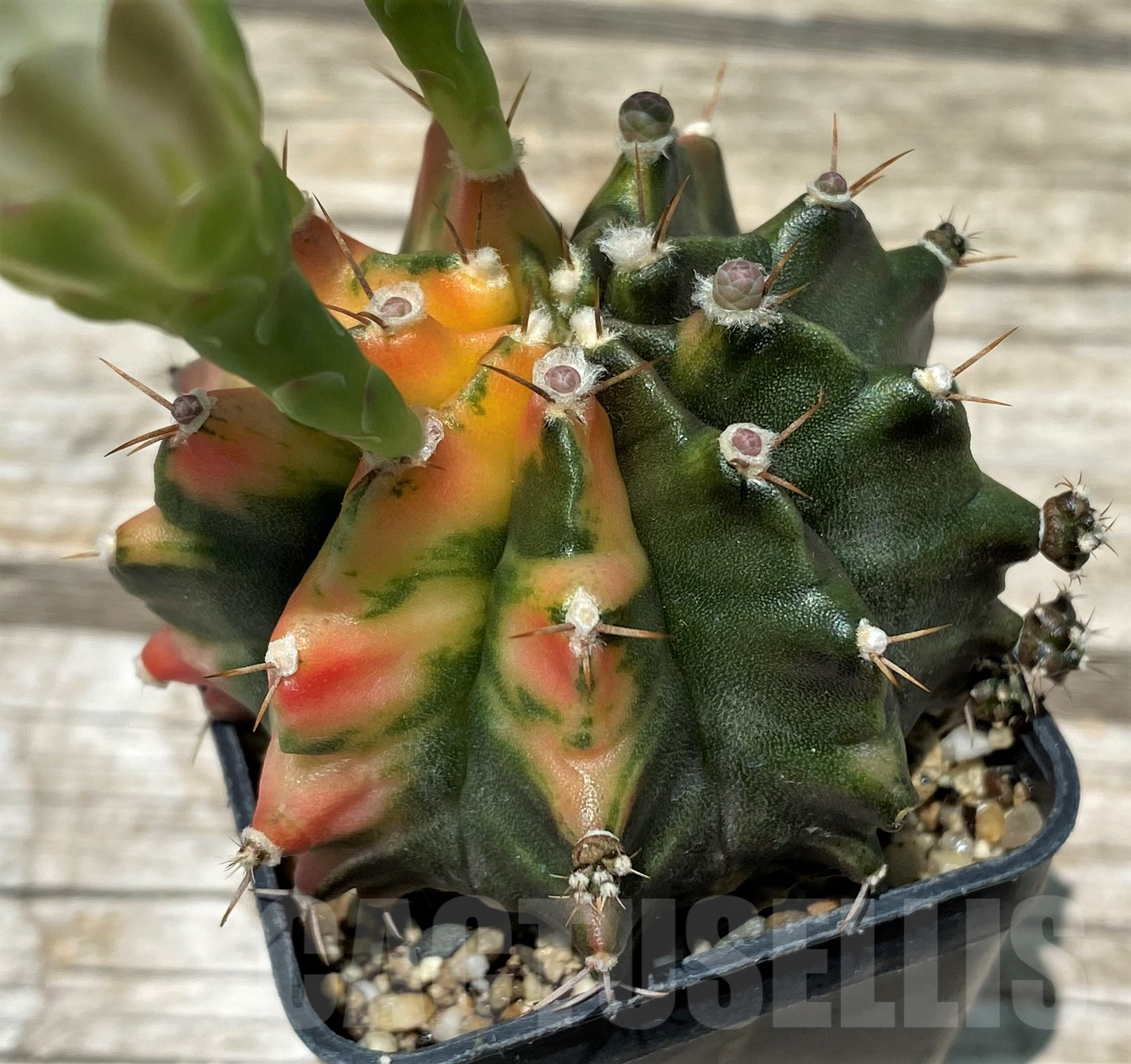 SH11413 Gymnocalycium mihanovichii f. variegata - Image 3