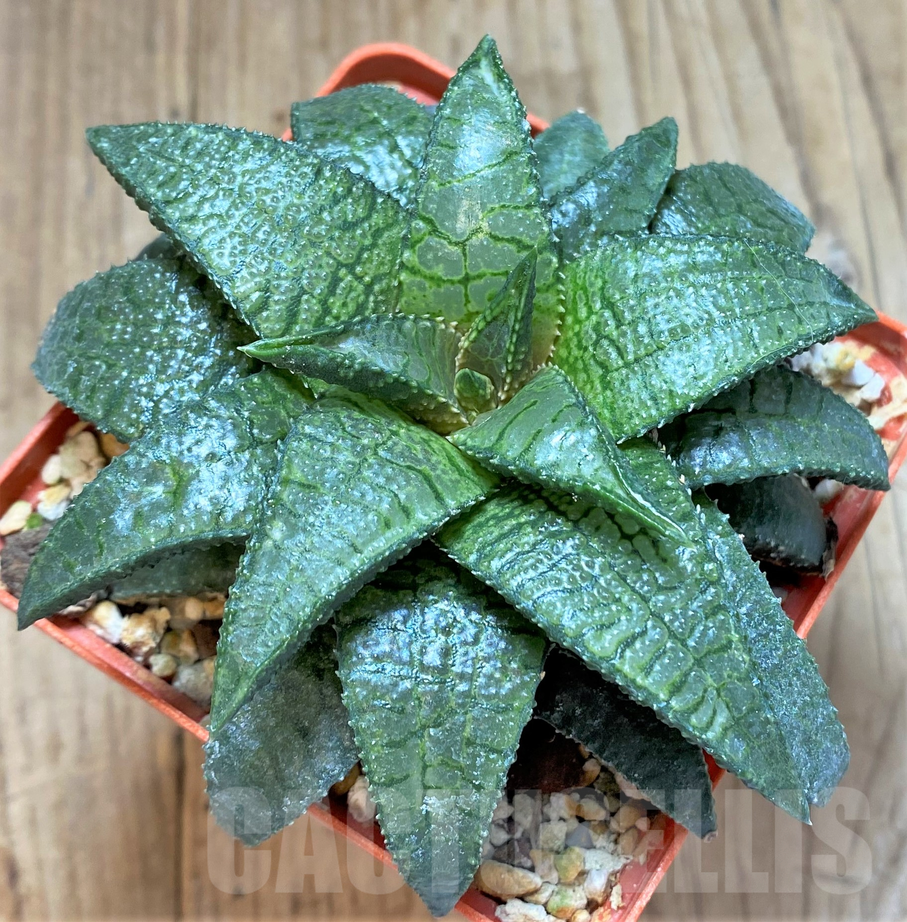 SHPR41769 Haworthia tesselata x koelmaniorum, old 10 years