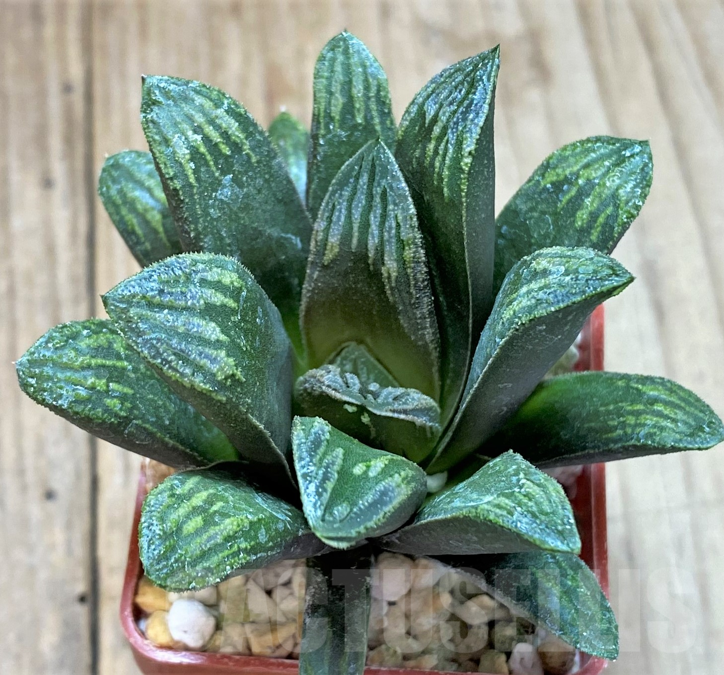 SHPR41776 Haworthia maughanii x splendens