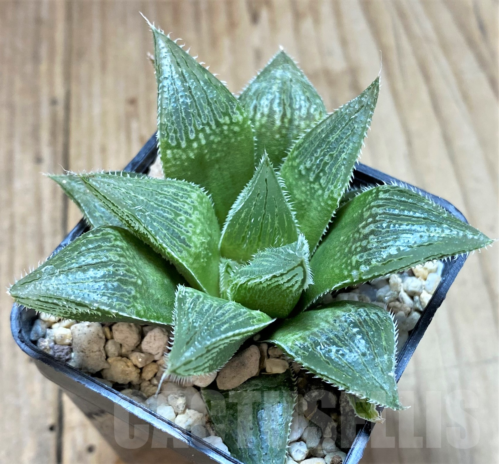 SHPR41778 Haworthia 'Yumedono' hybrid G408 - Image 2