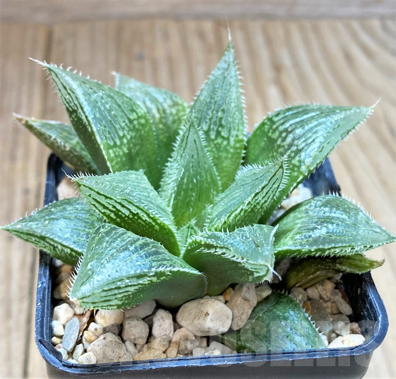 SHPR41778 Haworthia 'Yumedono' hybrid G408