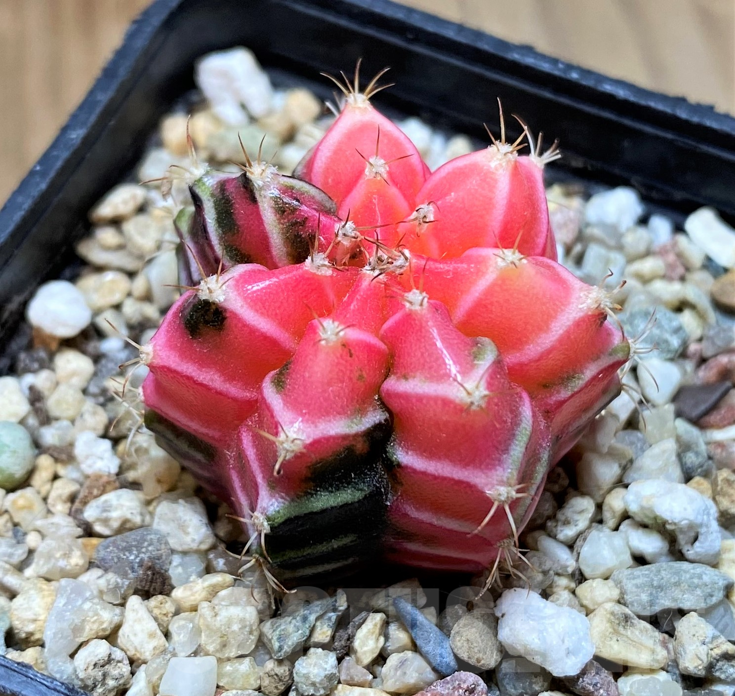 SH11423 Gymnocalycium mihanovichii f. variegata