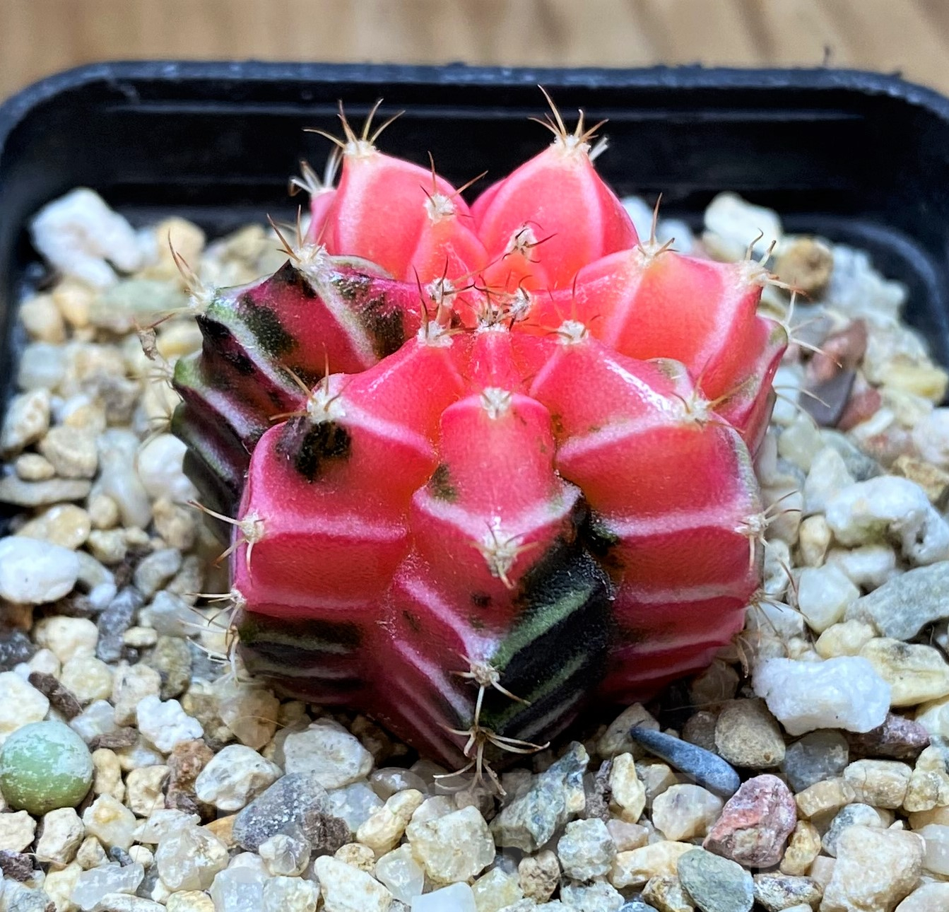 SH11423 Gymnocalycium mihanovichii f. variegata - Image 2