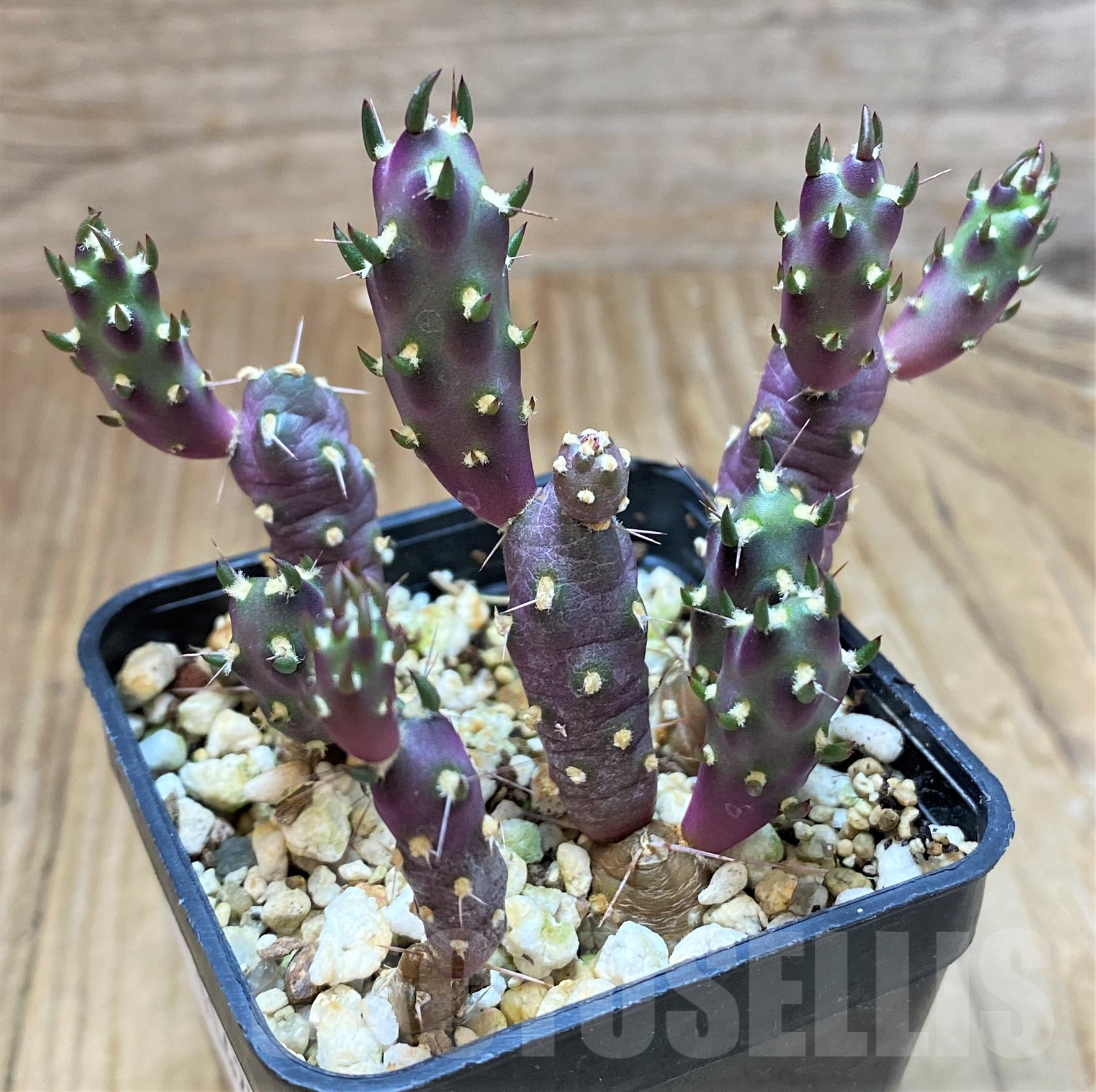 SH11425 Tephrocactus nigrispinus