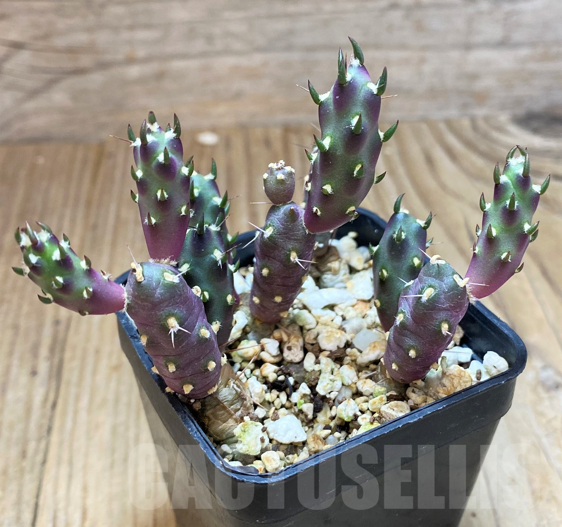SH11425 Tephrocactus nigrispinus - Image 2