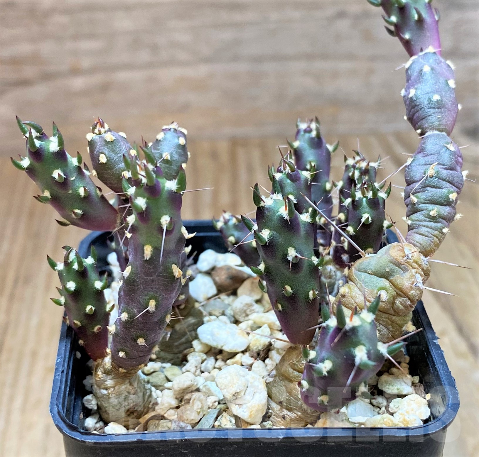 SH11426 Tephrocactus nigrispinus - Image 2