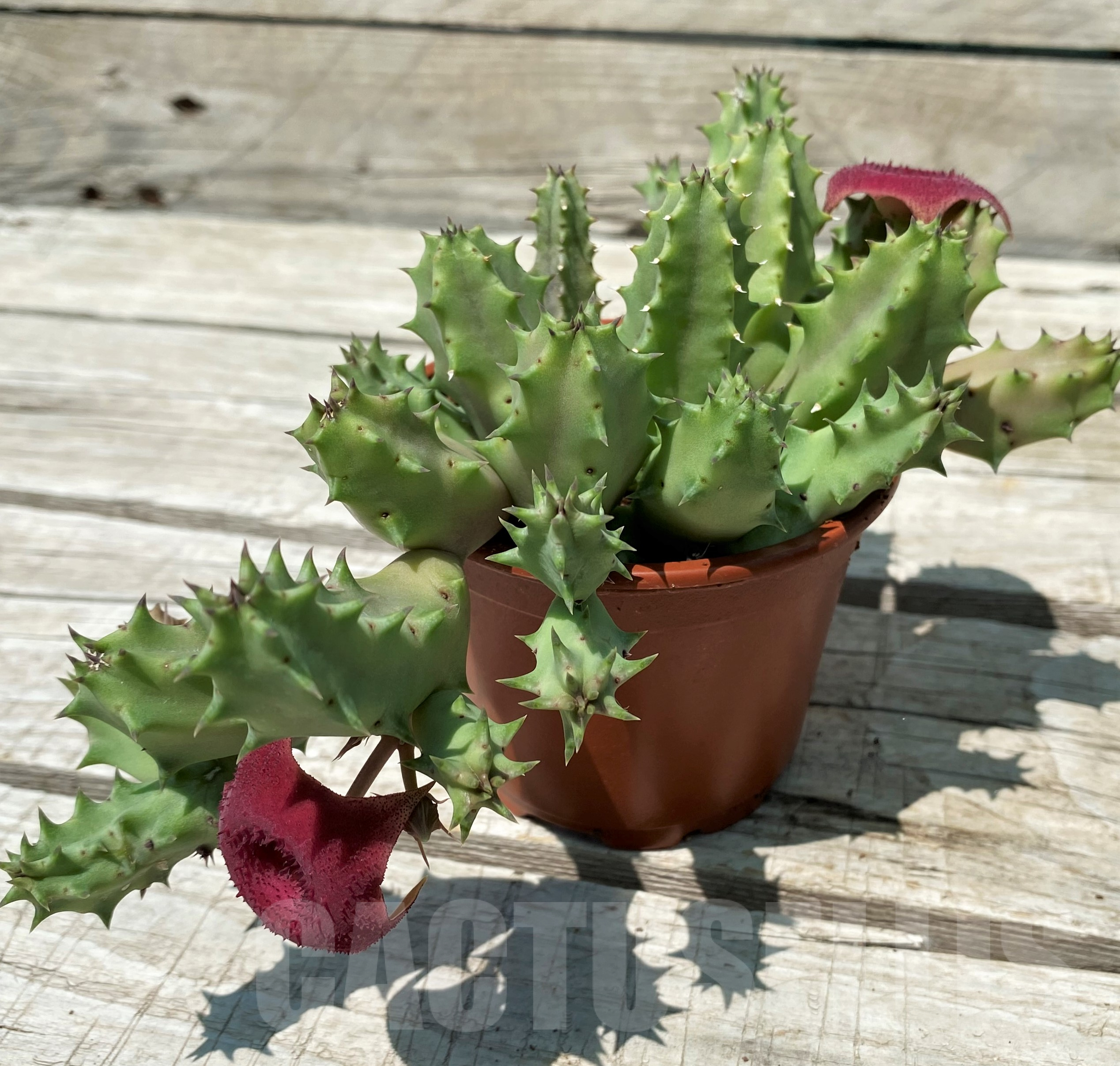 SH11480 Huernia confusa 'Pink Eye' - Image 2