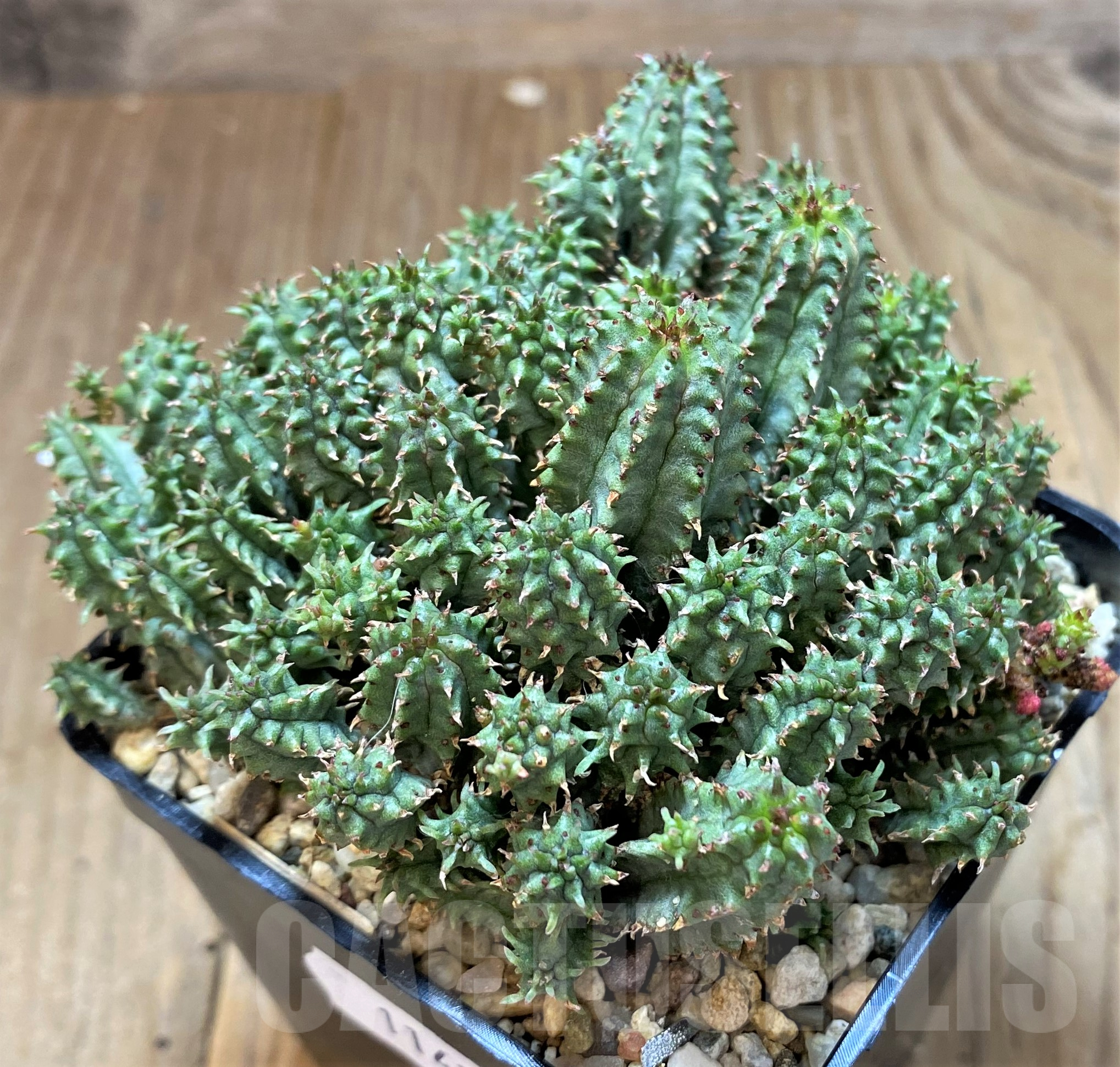 SH11428 Euphorbia mammillaris f. monstrosa