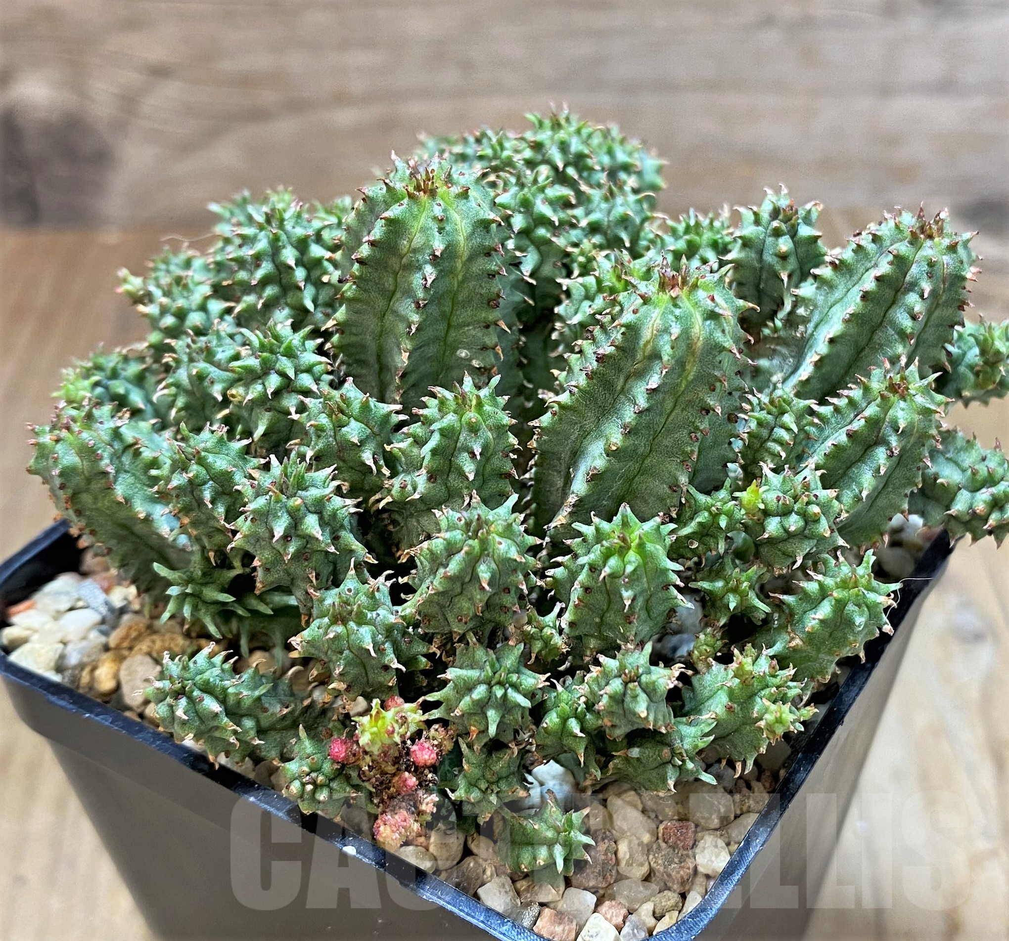 SH11428 Euphorbia mammillaris f. monstrosa - Image 2