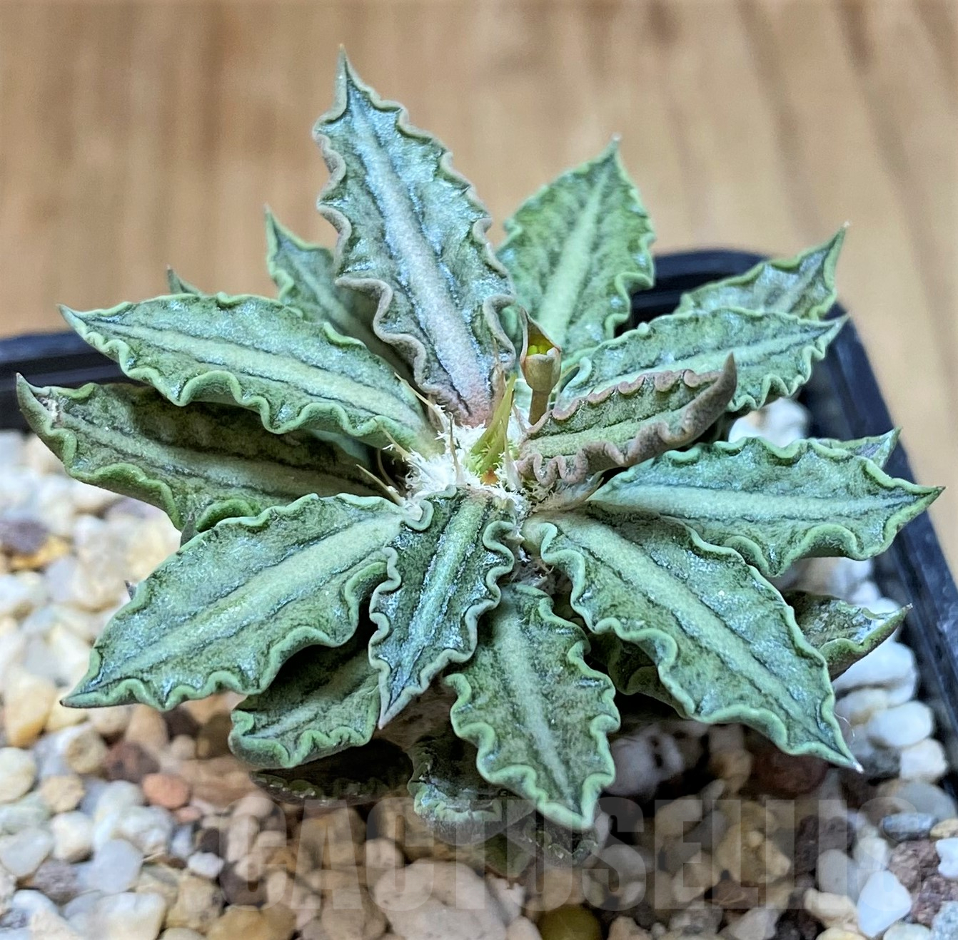 SH11430 Euphorbia tulearensis
