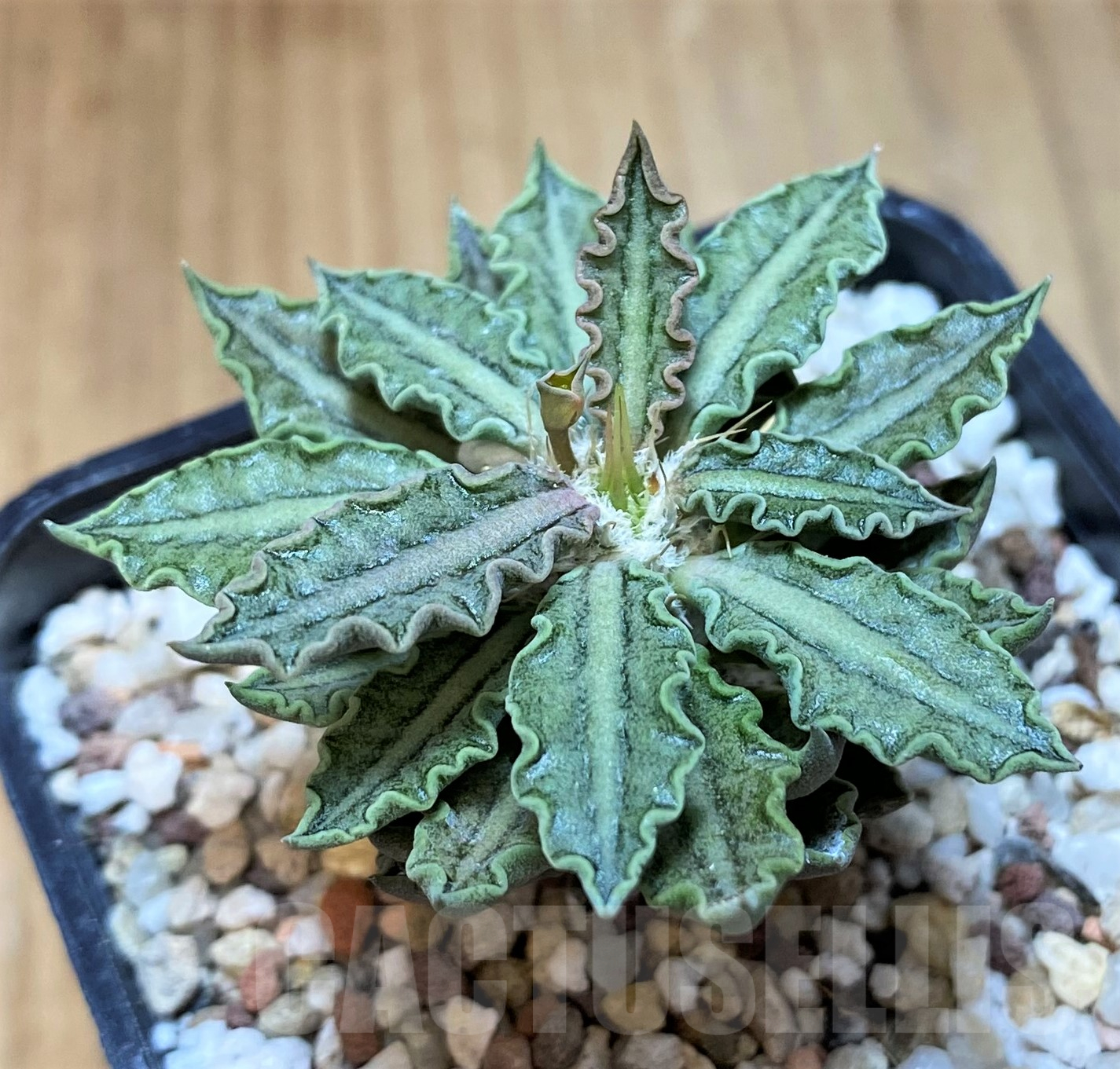 SH11430 Euphorbia tulearensis - Image 2