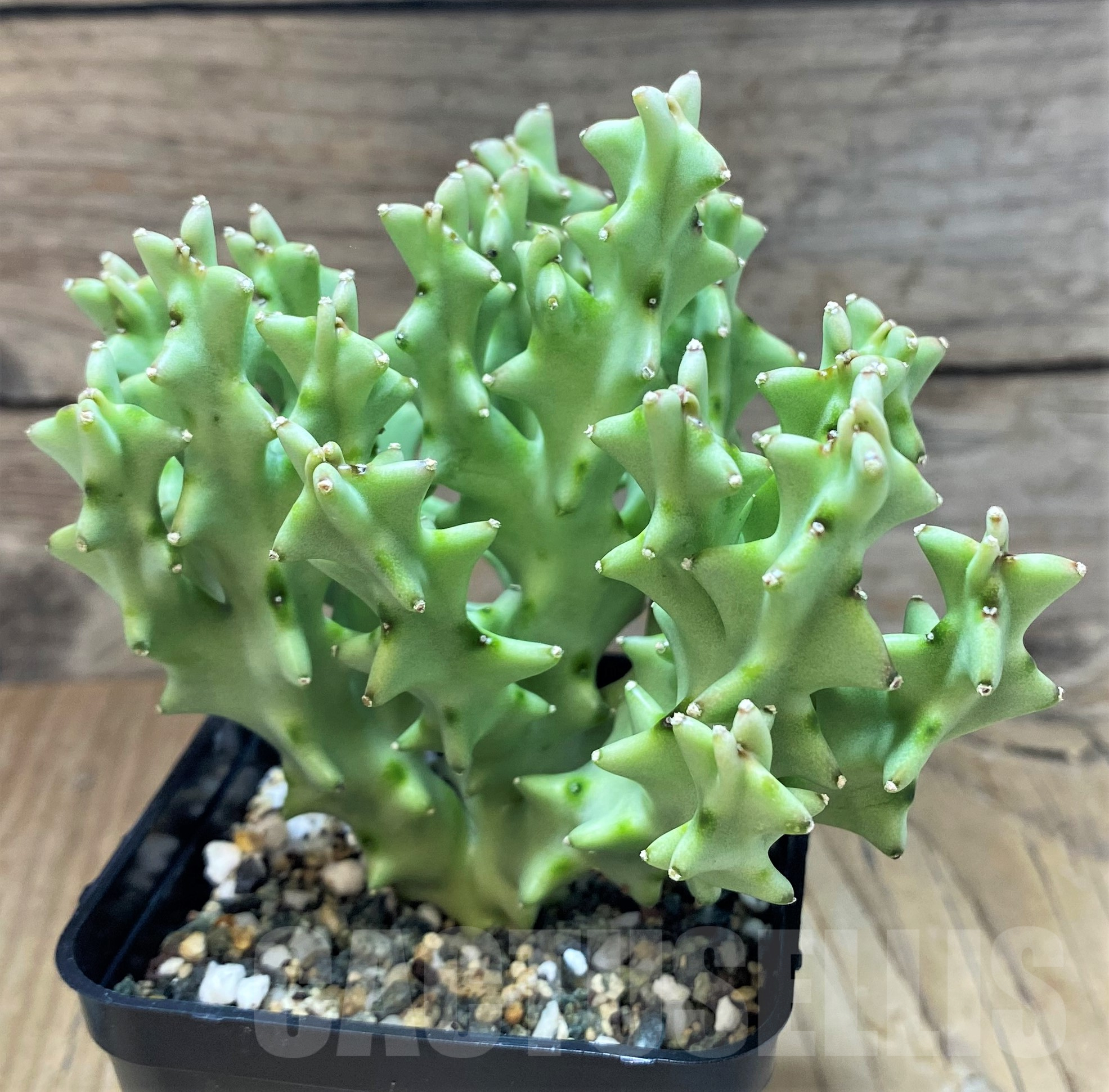 SH11433 Caralluma socotrana