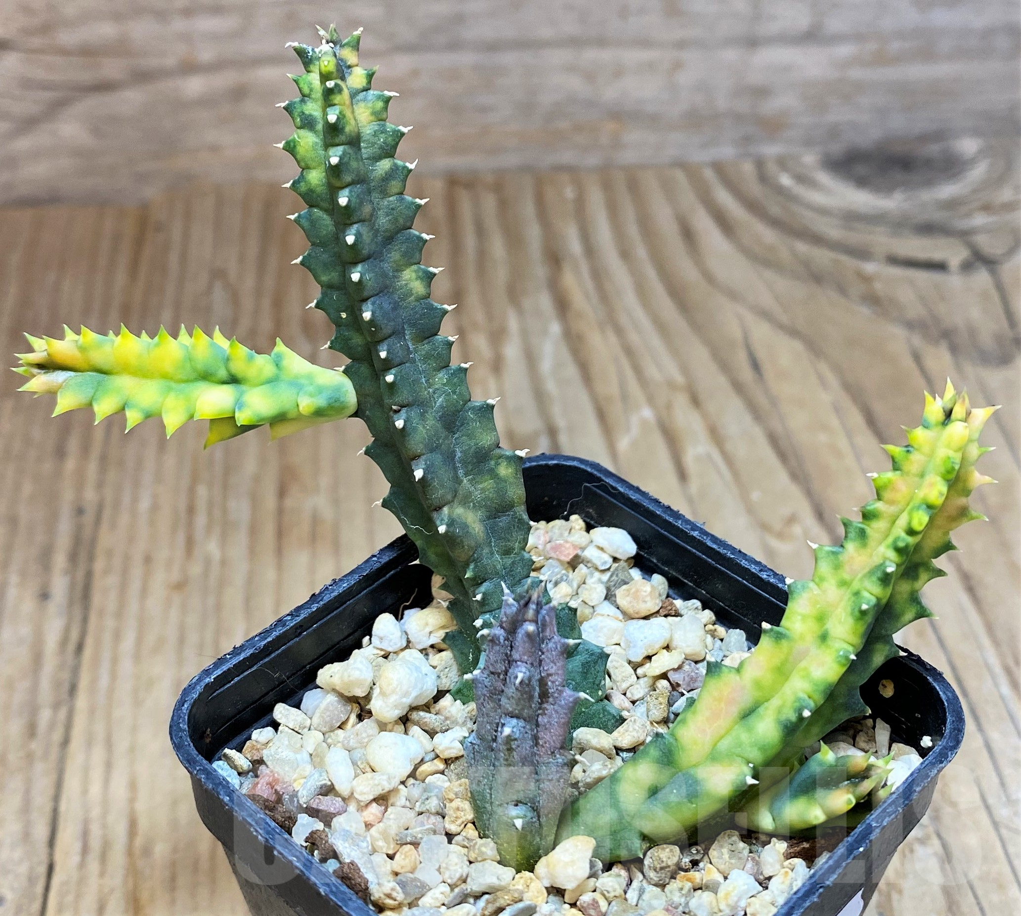 SH11434 Huernia zebrina f. variegata