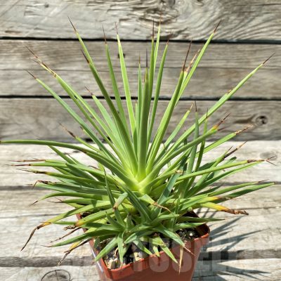 SH11438 Agave stricta 'Nana'
