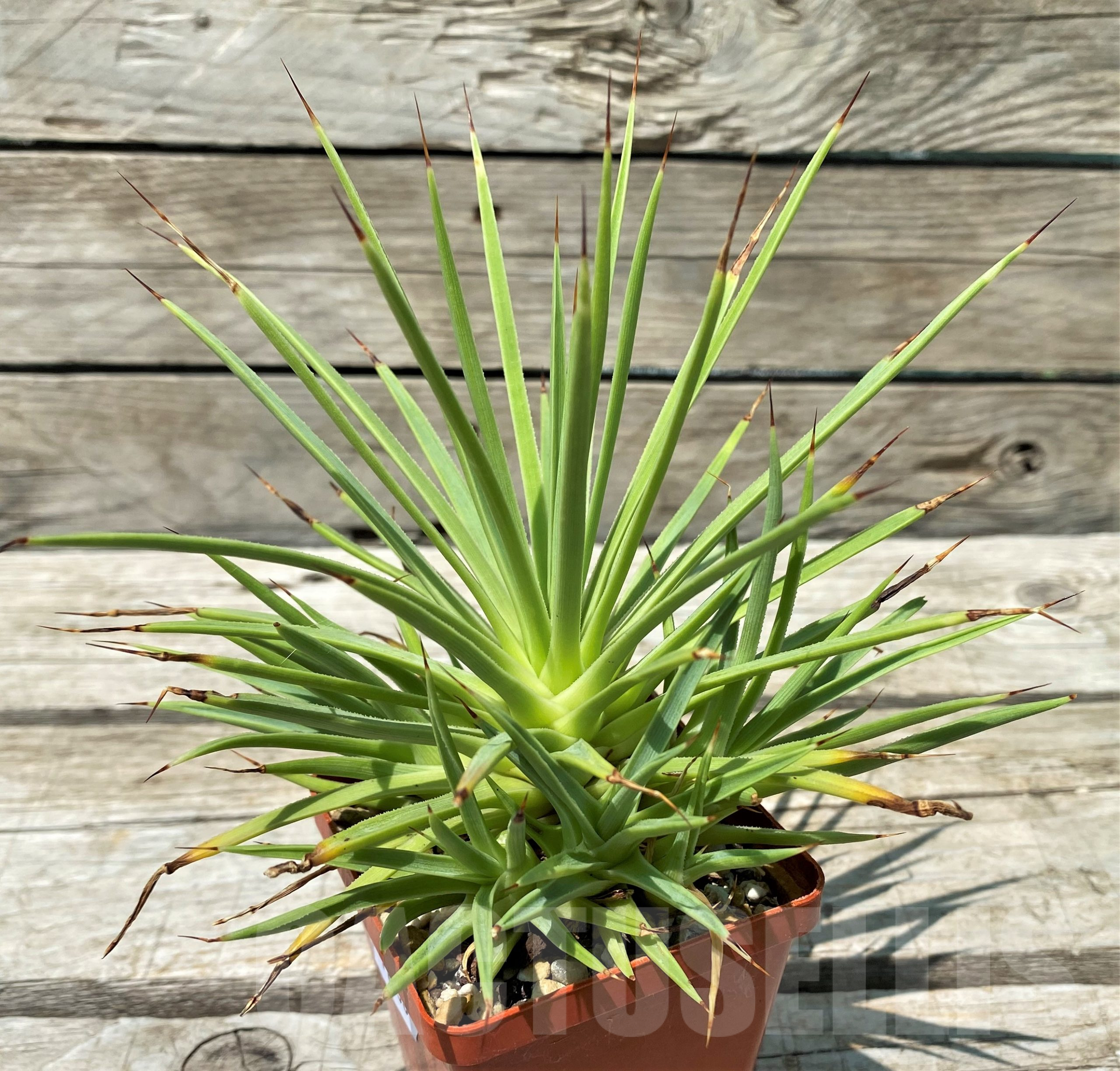 SH11438 Agave stricta 'Nana'