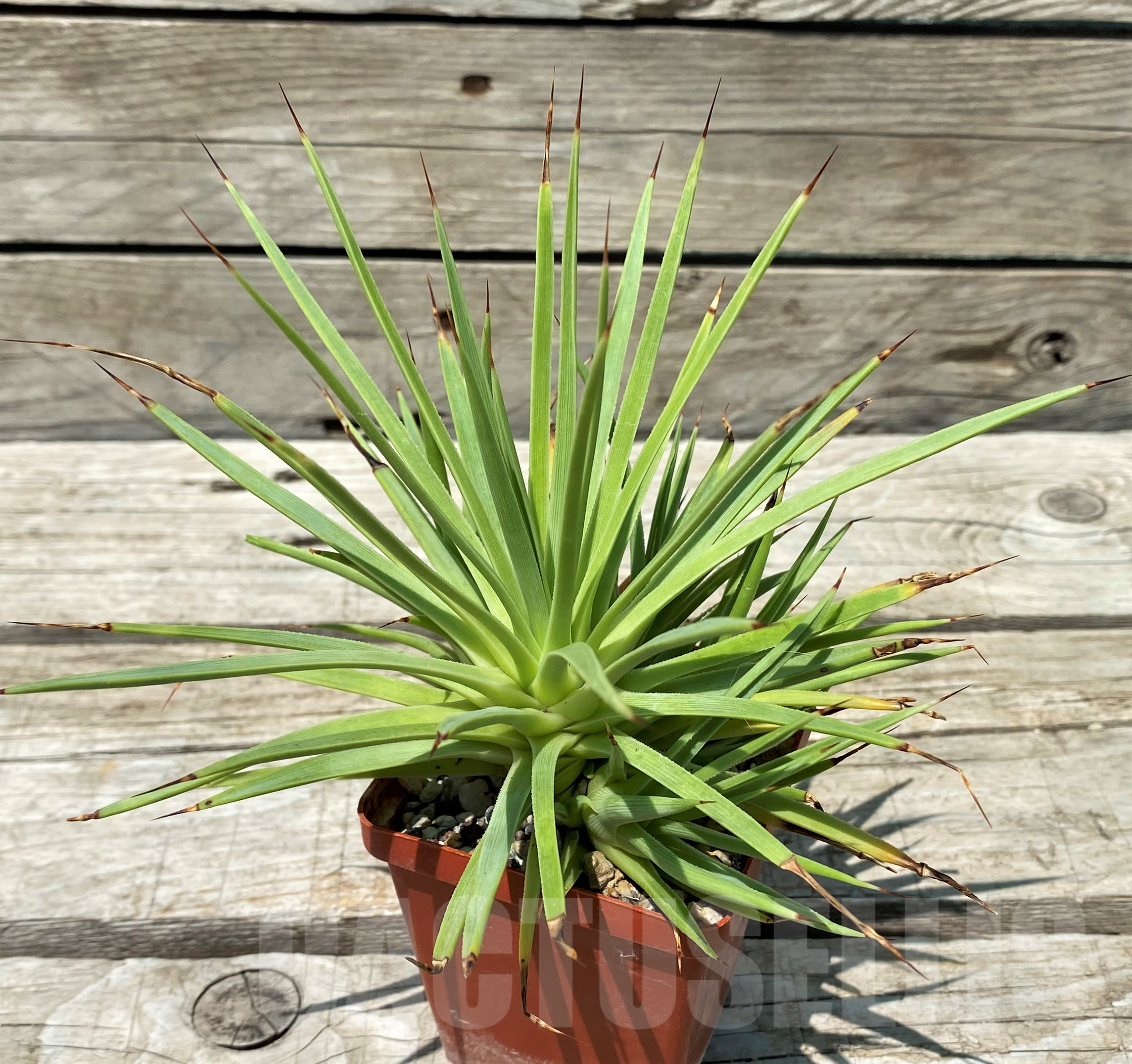 SH11438 Agave stricta 'Nana' - Image 2