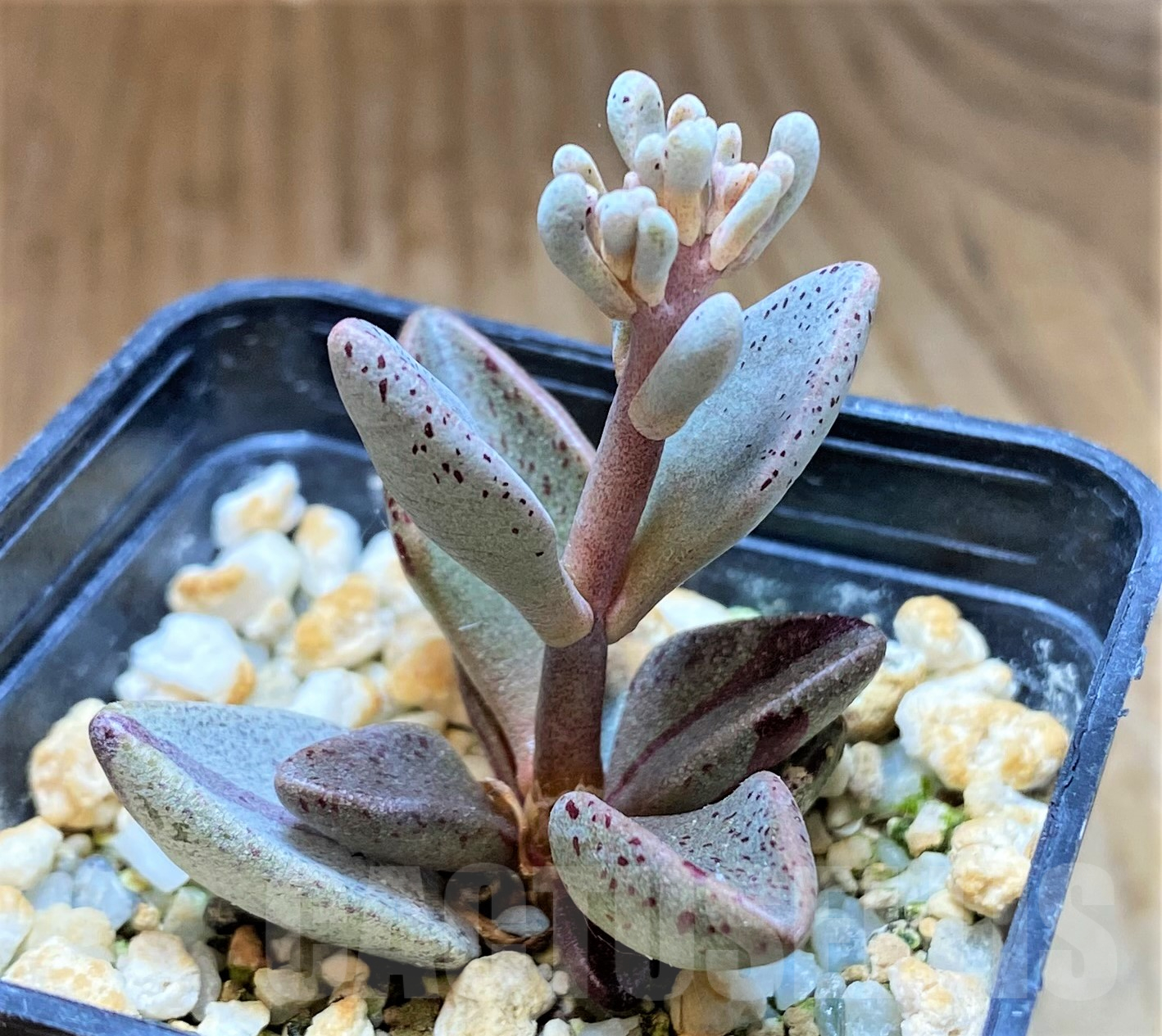 SH11439 Lenophyllum guttatum