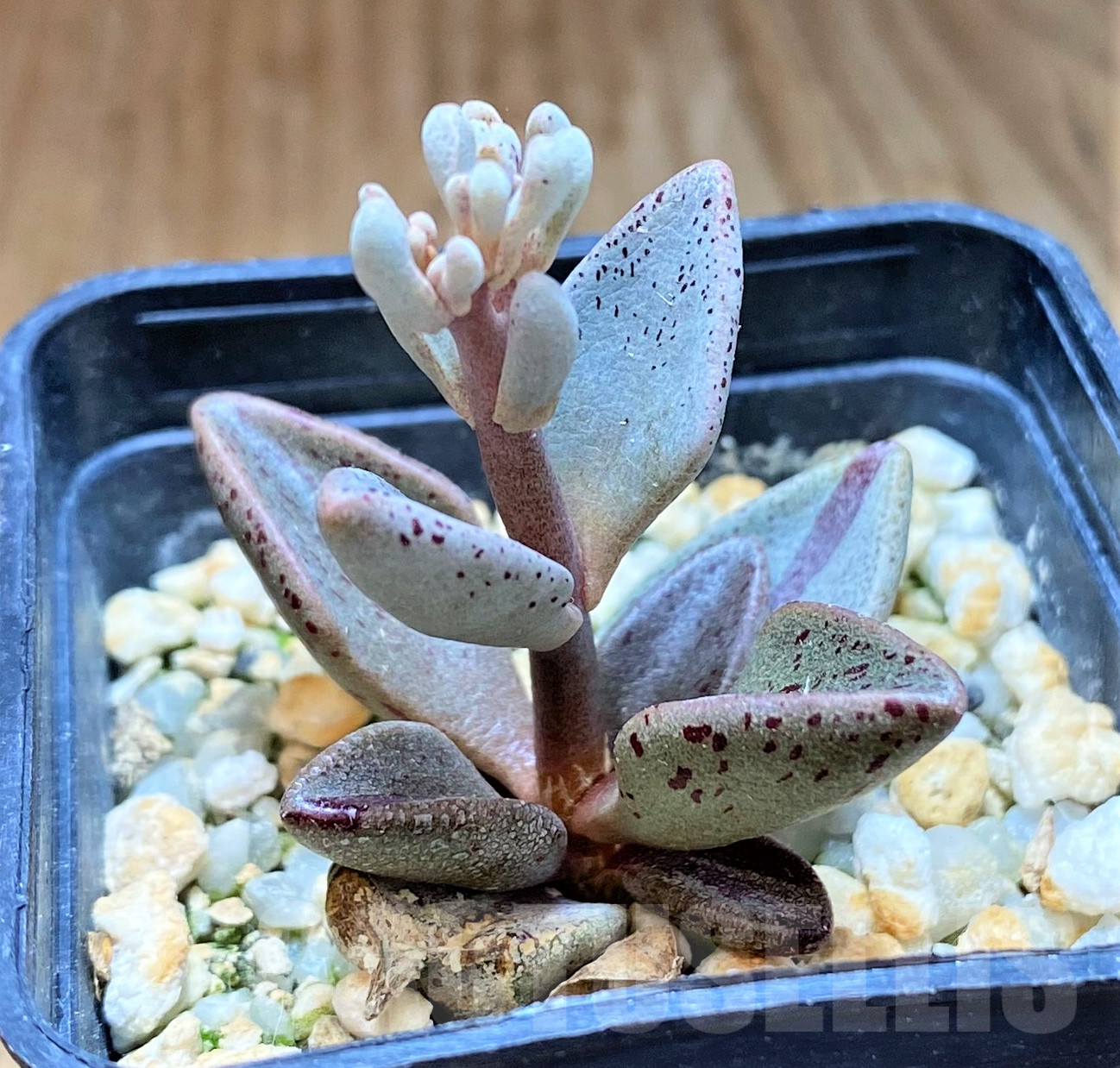 SH11439 Lenophyllum guttatum - Image 2