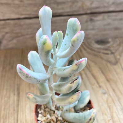 SH11441 Cotyledon orbiculata f. variegata, long leaf