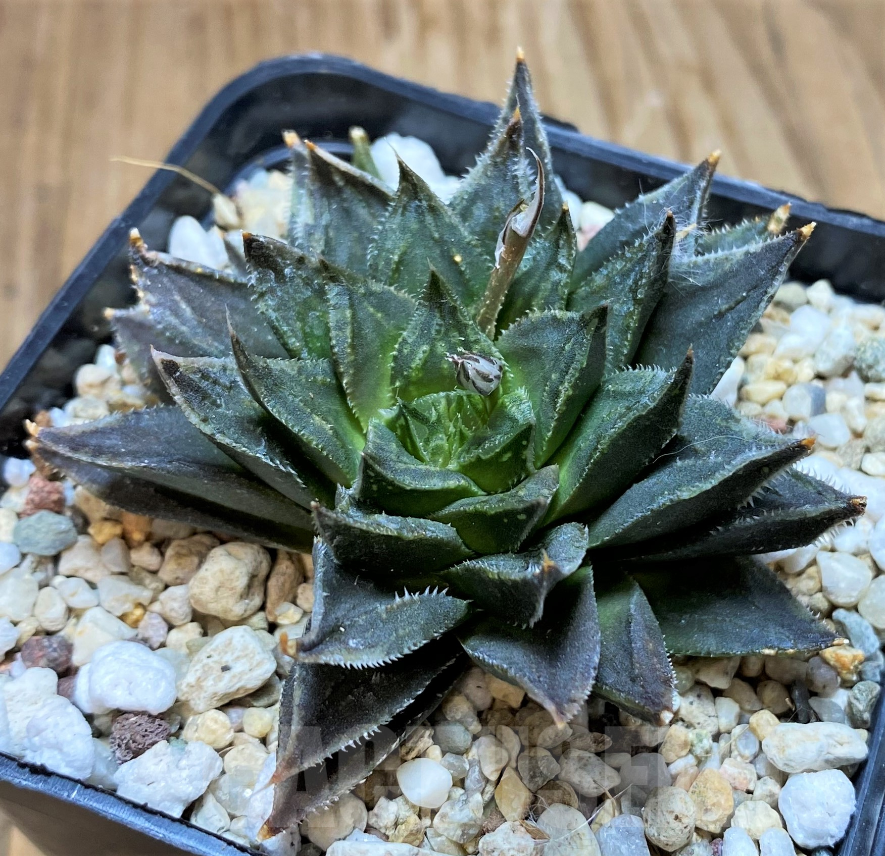 SH11444 Haworthia VVG1 x SY8.2N3 - Image 2