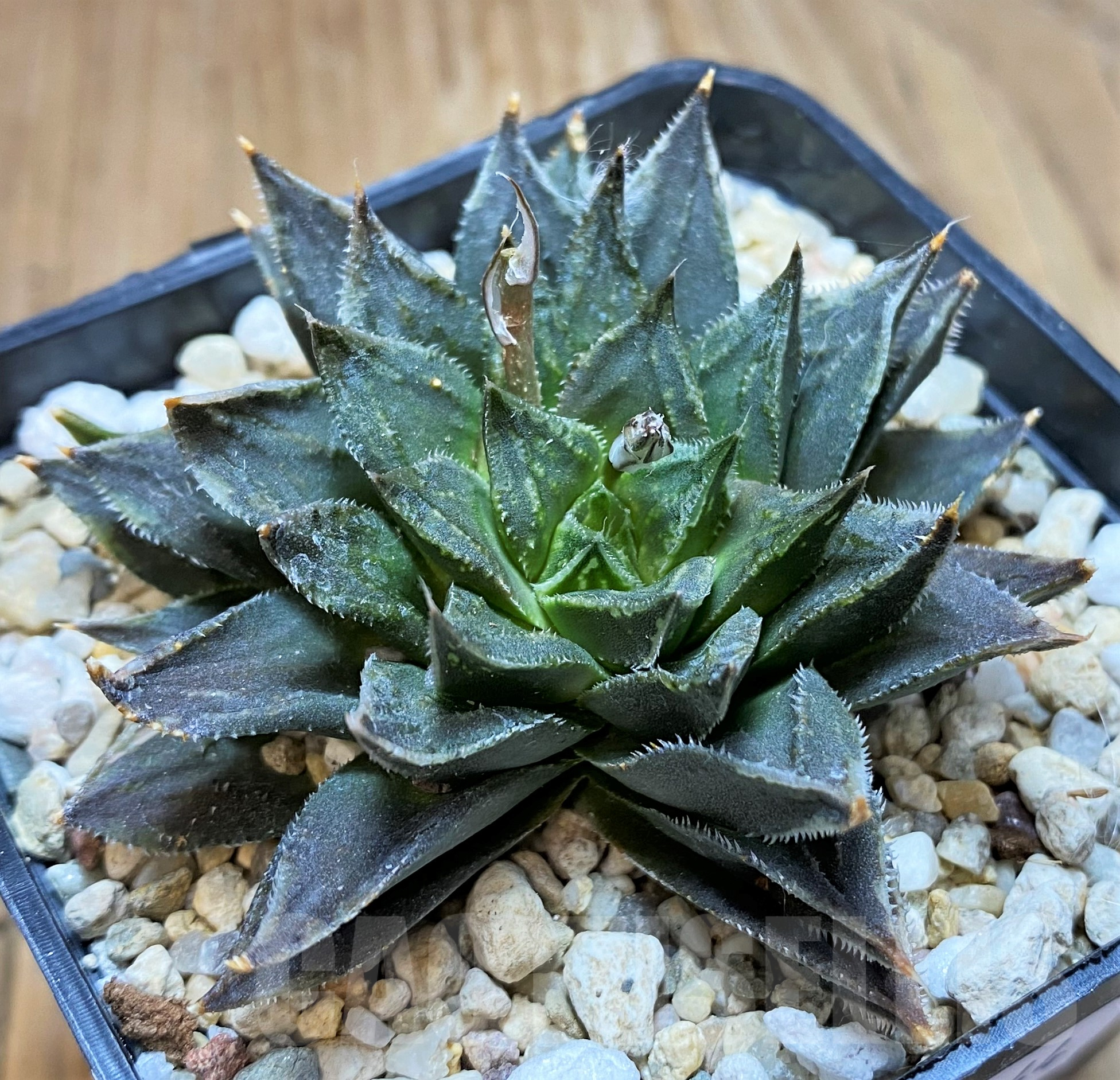 SH11444 Haworthia VVG1 x SY8.2N3