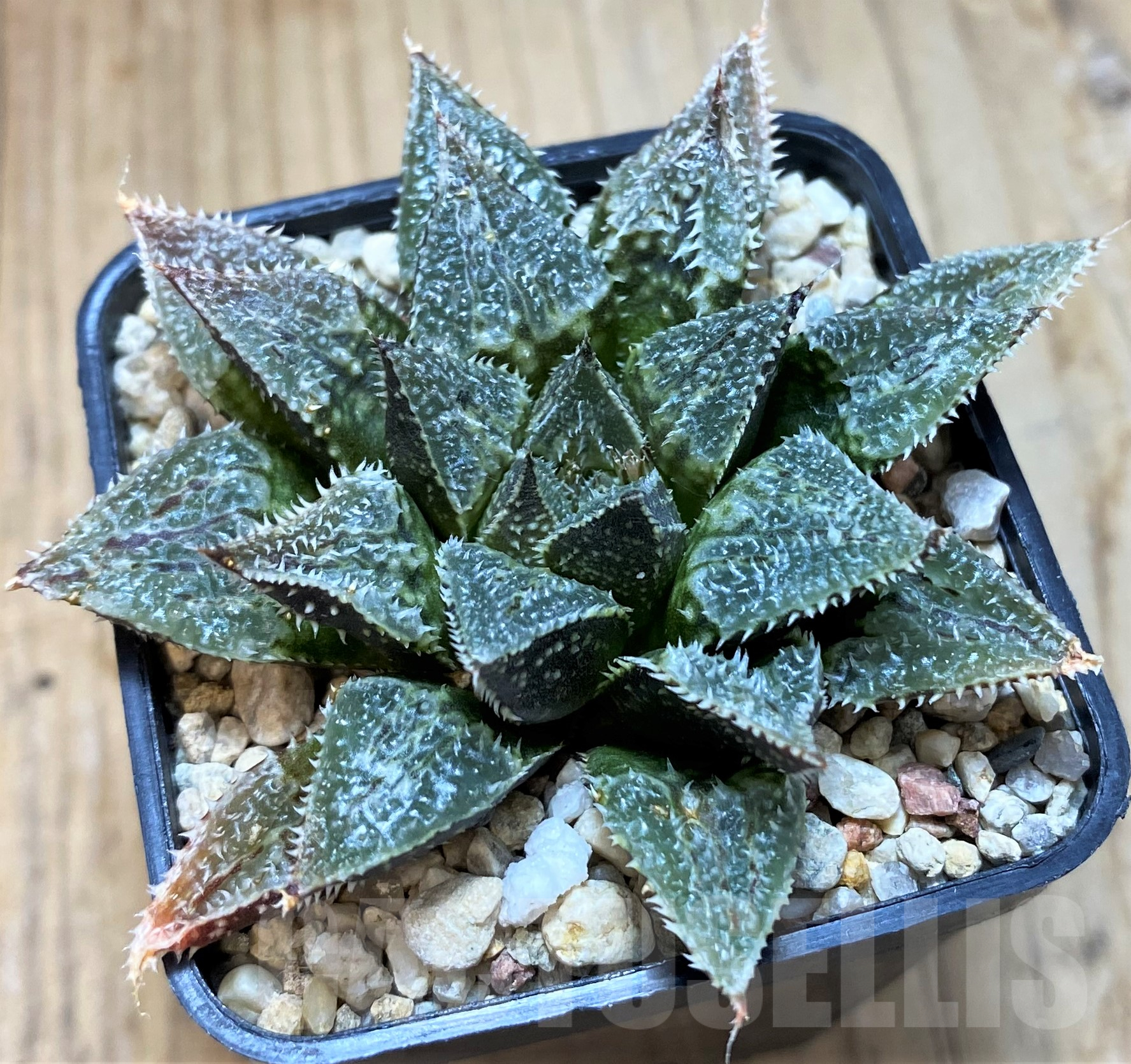 SH11446 Haworthia 'Yuki Keshiki' - Image 2