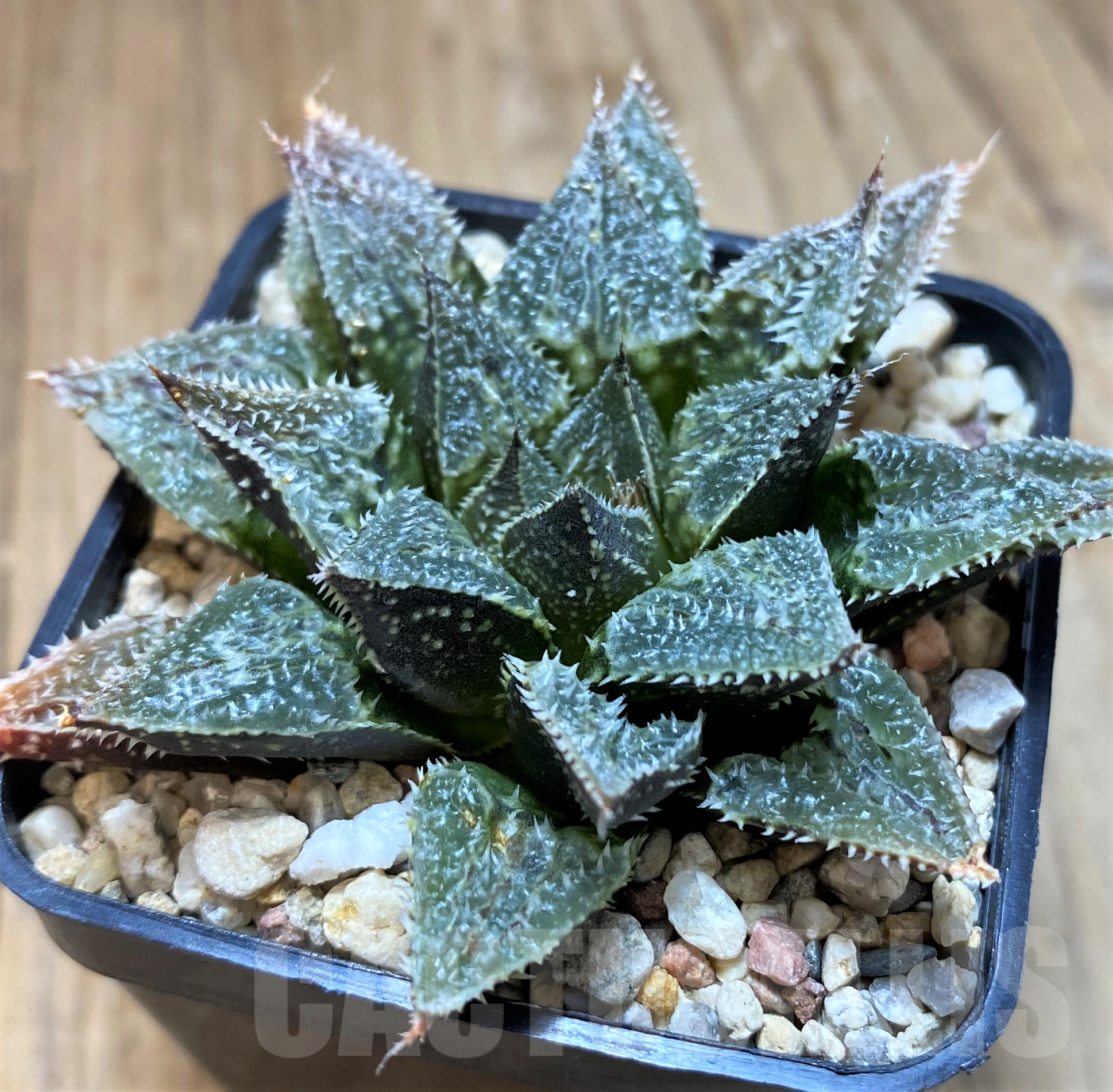 SH11446 Haworthia 'Yuki Keshiki'