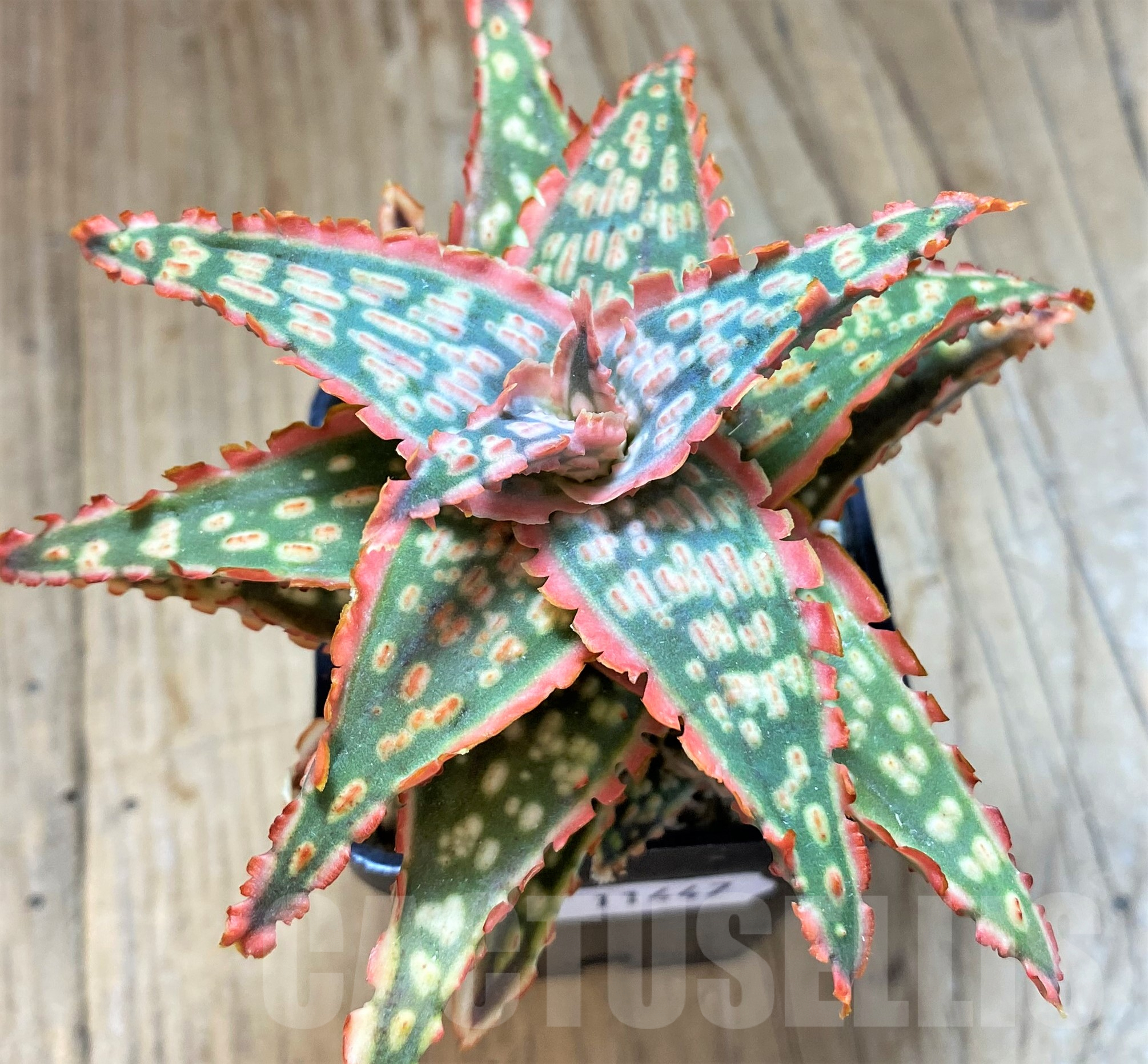 SH11447 Aloe TCT hybrid - Image 2