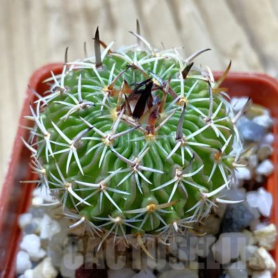 SH14067 Echinofossulocactus sp. CB 011075