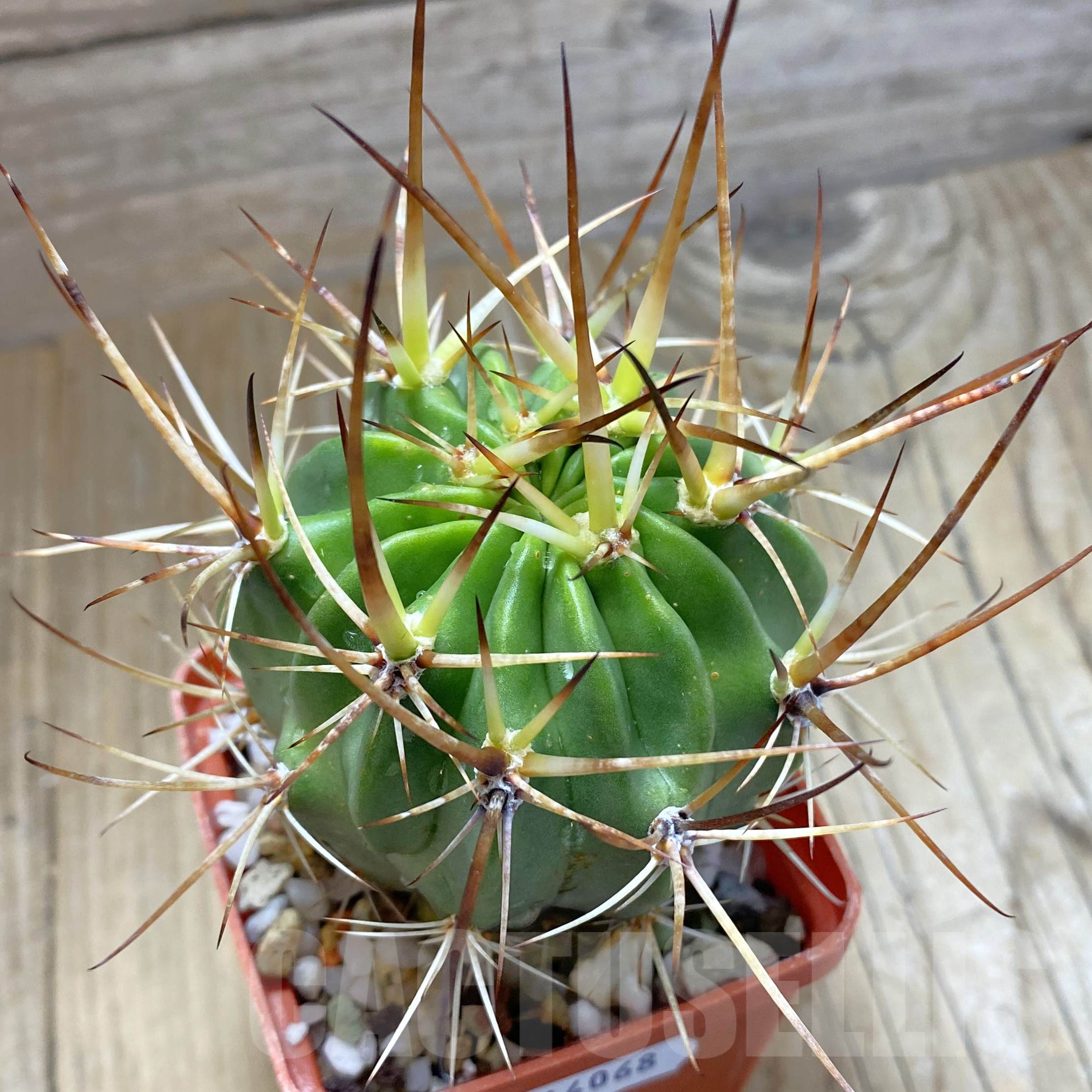 SH14068 Lobivia ferox