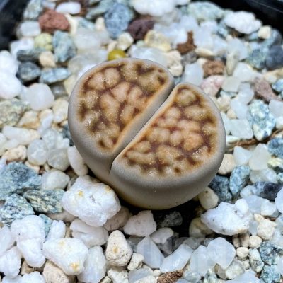 SH11460 Lithops karasmontana