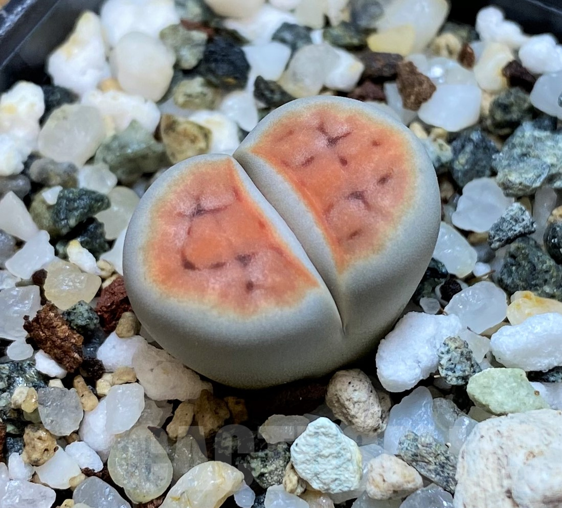SH11461 Lithops karasmontana 'Lateritia'