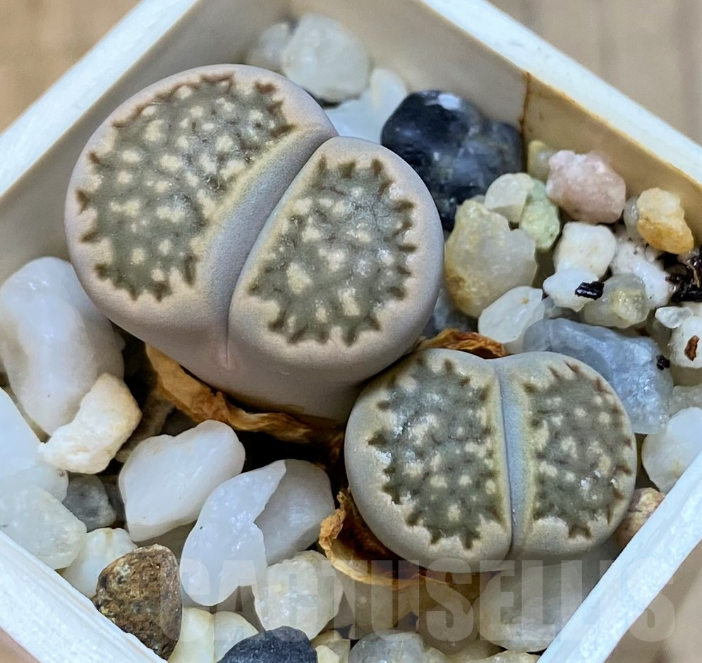 SH11463 Lithops halii