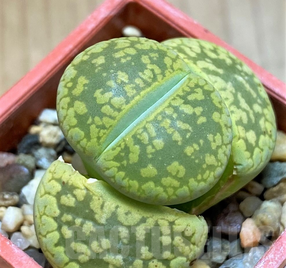 SH11470 Lithops aucampiae 'Jackson's Jade' C395