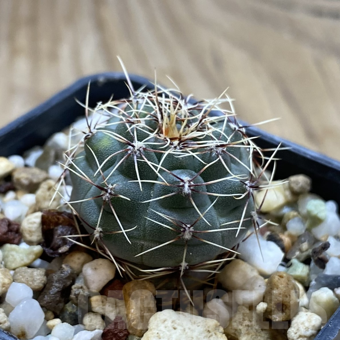 SH14075 Gymnocalycium leptanthum VG 1269 - Image 2