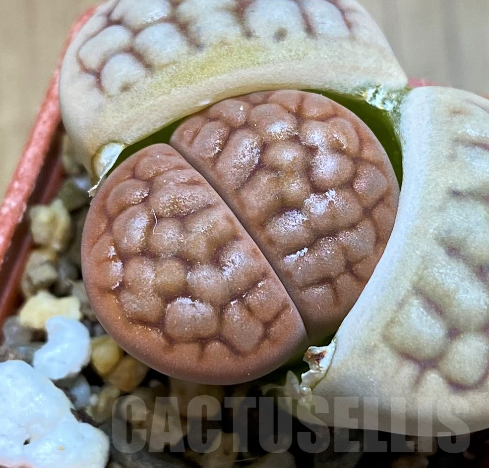 SH11471 Lithops hookeri