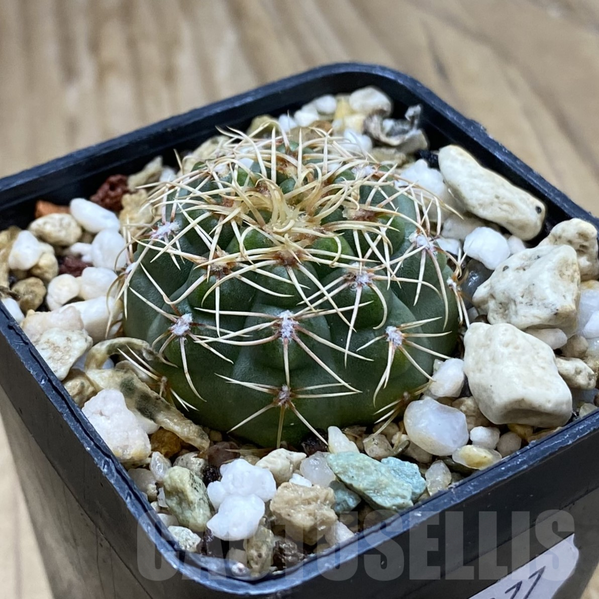 SH14077 Gymnocalycium gaponii VG 503 - Image 2