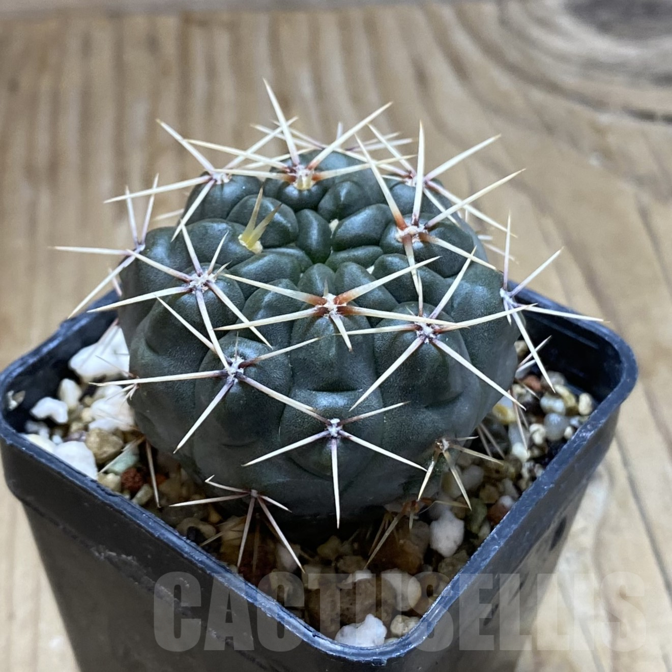 SH14079 Gymnocalycium gibbosum - Image 2