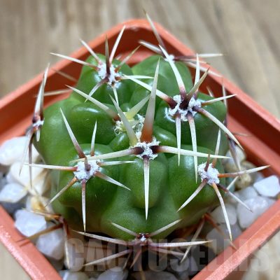 SH14081 Gymnocalycium monvillei