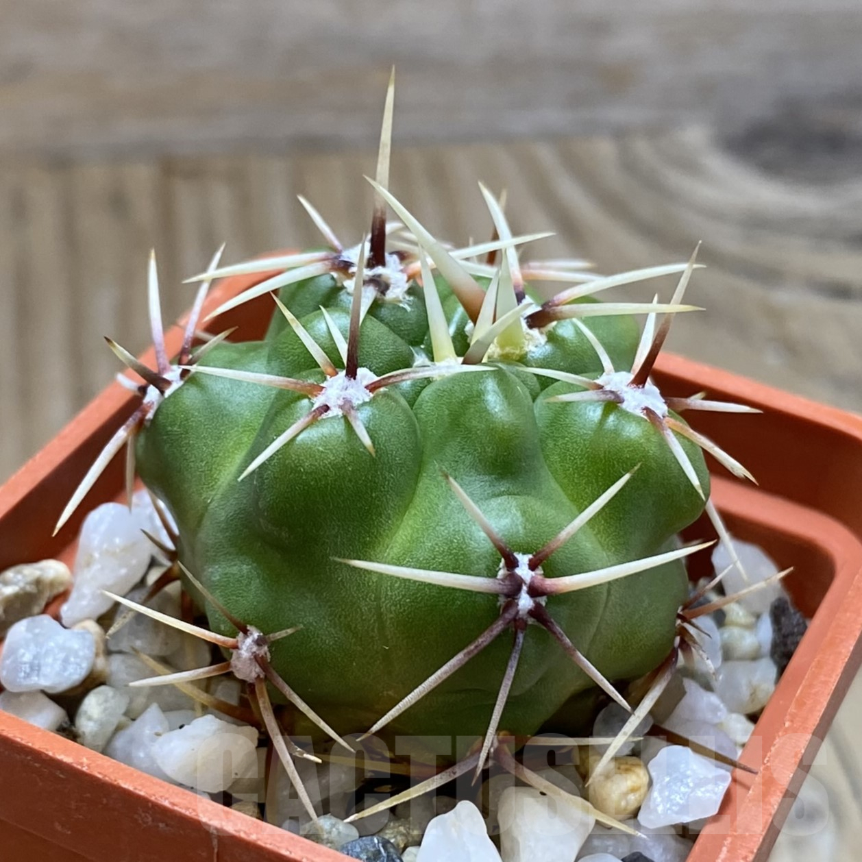 SH14081 Gymnocalycium monvillei - Image 2