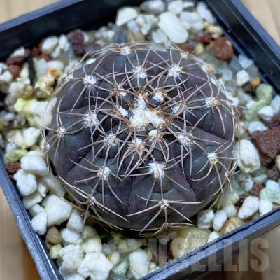 SH14091 Gymnocalycium taningaense VG 306