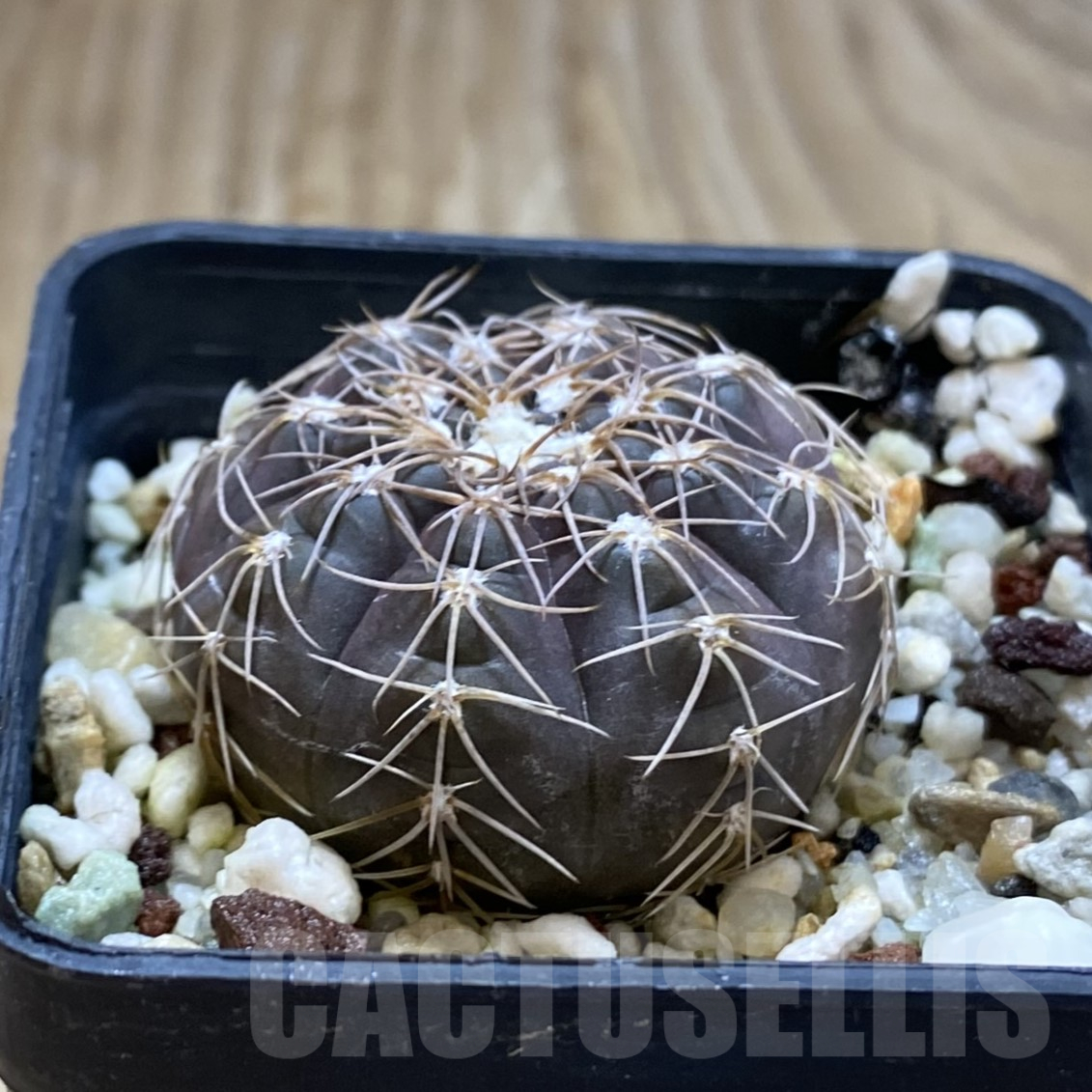 SH14091 Gymnocalycium taningaense VG 306 - Image 2